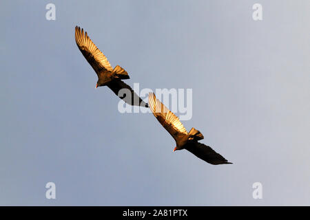 Truthahngeier, Cathartes Aura, Schnitzeljagd in Südamerika. Stockfoto