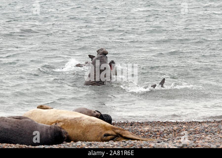 Geschlechtsreife Männchen Seeelefanten im Wasser kämpfen, Halbinsel Valdes, Provinz Chubut, Argentinien, Patagonien, Stockfoto