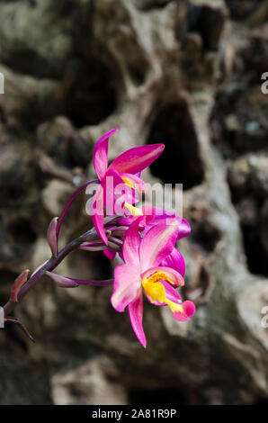 Spathoglottis Plicata Orchidee, eine schöne und lebhafte tropische Blume, in einer natürlichen Umgebung Stockfoto