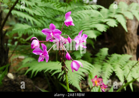 Spathoglottis Plicata Orchidee, eine schöne und lebhafte tropische Blume, in einer natürlichen Umgebung Stockfoto