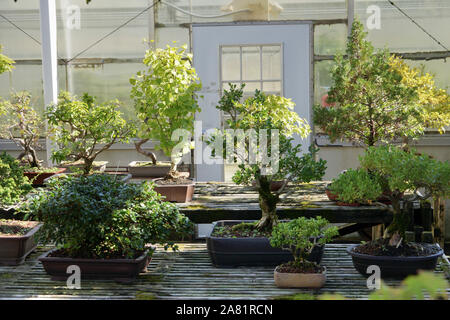 Atlanta, GA, USA - 14. Oktober 2019 - Schöne alte Bonsai Bäume im Kloster von Conyers Stockfoto