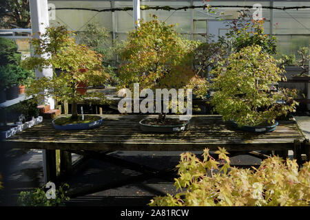 Atlanta, GA, USA - 14. Oktober 2019 - Schöne alte Bonsai Bäume im Kloster von Conyers Stockfoto