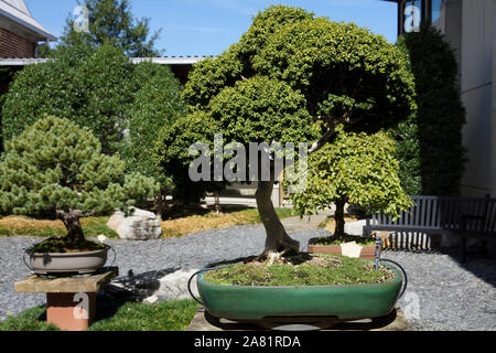 Atlanta, GA, USA - 14. Oktober 2019 - Schöne alte Bonsai Bäume im Kloster von Conyers Stockfoto