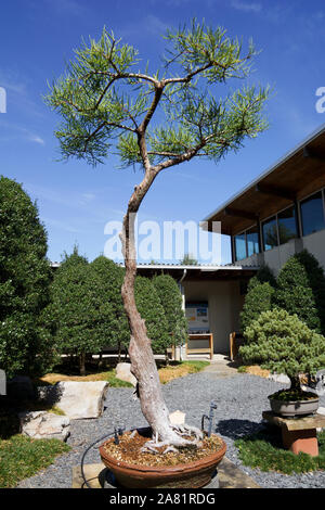 Atlanta, GA, USA - 14. Oktober 2019 - Schöne alte Bonsai Bäume im Kloster von Conyers Stockfoto