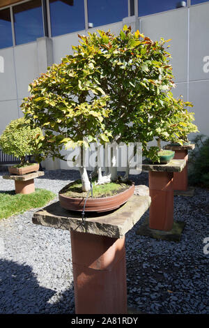 Atlanta, GA, USA - 14. Oktober 2019 - Schöne alte Bonsai Bäume im Kloster von Conyers Stockfoto