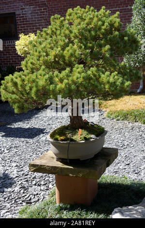 Atlanta, GA, USA - 14. Oktober 2019 - Schöne alte Bonsai Bäume im Kloster von Conyers Stockfoto