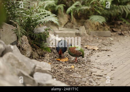 Roul roul einen lustigen Vogel Stockfoto