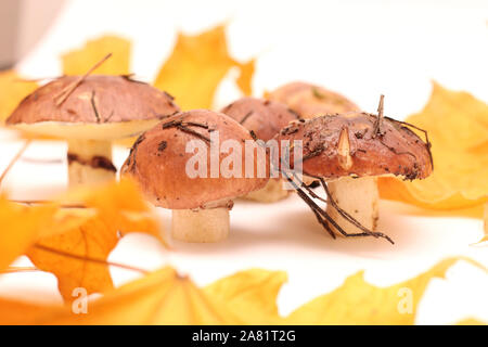 Ein Haufen schmutziger, ungeschält stehend auf Rohr Suillus Pilze auf einem weißen Hintergrund mit gelben Ahornblätter isoliert. Selektive konzentrieren. Stockfoto