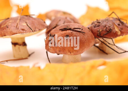 Ein Haufen schmutziger, ungeschält stehend auf Rohr Suillus Pilze auf einem weißen Hintergrund mit gelben Ahornblätter isoliert. Selektive konzentrieren. Stockfoto