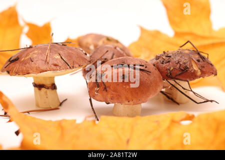 Ein Haufen schmutziger, ungeschält stehend auf Rohr Suillus Pilze auf einem weißen Hintergrund mit gelben Ahornblätter isoliert. Selektive konzentrieren. Stockfoto