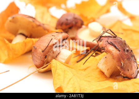 Ein Haufen schmutziger, ungeschält stehend auf Rohr Suillus Pilze auf einem weißen Hintergrund mit gelben Ahornblätter isoliert. Selektive konzentrieren. Stockfoto