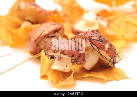 Ein Haufen schmutziger, ungeschält stehend auf Rohr Suillus Pilze auf einem weißen Hintergrund mit gelben Ahornblätter isoliert. Selektive konzentrieren. Stockfoto