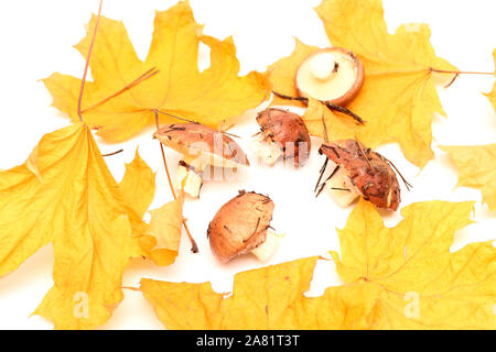 Ein Haufen schmutziger, ungeschält stehend auf Rohr Suillus Pilze auf einem weißen Hintergrund mit gelben Ahornblätter isoliert. Selektive konzentrieren. Stockfoto