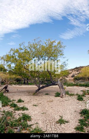 Dürre in der patagonischen Steppe, Wüste, Landschaft. Stockfoto