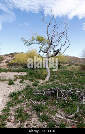 Dürre in der patagonischen Steppe, Wüste, Landschaft. Stockfoto