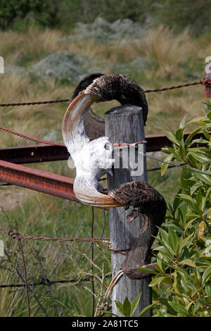 Schafe Schädel und gebogene Hörner von der Sonne gebleicht. Patagonien. Argentinien. Stockfoto