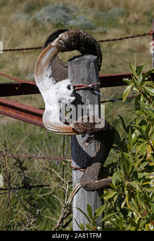 Schafe Schädel und gebogene Hörner von der Sonne gebleicht. Patagonien. Argentinien. Stockfoto