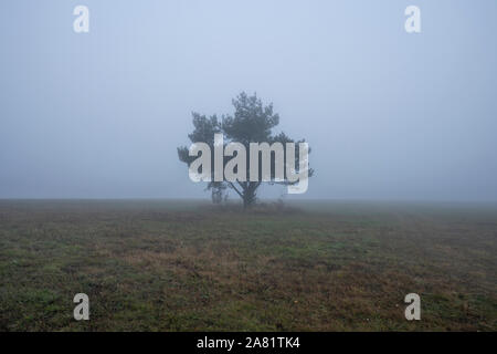 Einsamer Baum auf einem Hügel bei Nebel im Bieszczady-gebirge. Polen, Europa Stockfoto