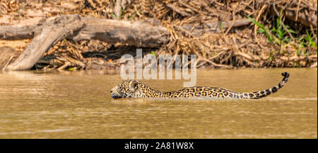 Jaguar Im Fluss #12. Stockfoto