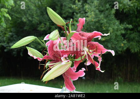 Bouquet de Lys Miss Feya Stockfoto