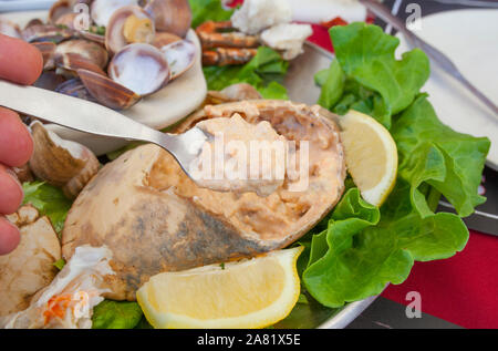 Portugiesische braun gefüllte Krabben oder sapateira Recheada. Portugiesische Meeresfrüchte oder marisqueira als Hintergrund Stockfoto