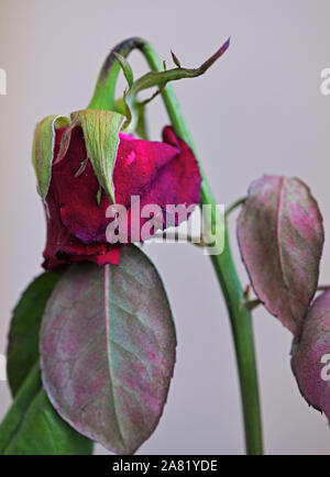 Verdorrte rote Rose, aus der Nähe. Stockfoto