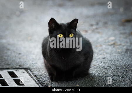 Porträt einer schwarzen Katze sitzt auf der Straße und starrte Stockfoto