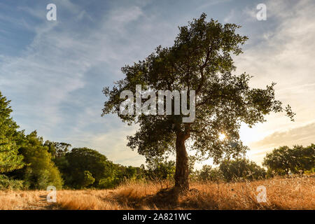 Schöne ländliche portugiesische Landschaft mit alten Korkeiche (Quercus suber) in der Abendsonne, Alentejo Portugal Europa Stockfoto