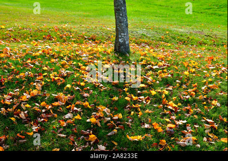Ahorn Baum Blätter bedecken den Boden unter einem jungen Ahornbaum in einer Parklandschaft in der Nähe von Sussex New Brunswick Kanada Stockfoto