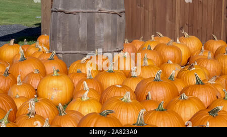 Herbst Kürbisse auf dem Boden auf einer Farm in Vermont. Stockfoto