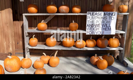 Herbst Kürbisse auf dem Regal auf einer Farm in Vermont, USA Stockfoto