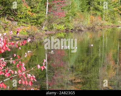 Weite Einstellung auf einer Kanada Gänse auf Teich in New Hampshire mit farbigen Herbst Bäume Stockfoto