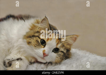 Eine Sibirische Waldkatze Kitten entspannt, an den 2016 nationalen Pet Show. Stockfoto