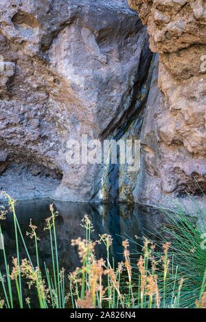 El Charco Azul (der blaue Teich) zwischen dem Schilf in Gran Canaria Stockfoto