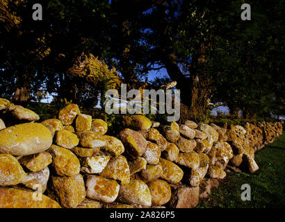 Block Island Steinmauer Stockfoto