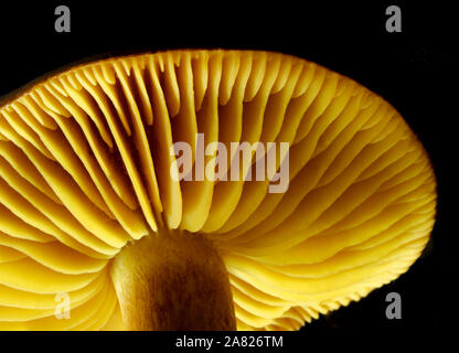 Makro Bild der bunten Tricholoma sulfureum - der Schwefel Ritter, zeigt die weit auseinander liegenden Kiemen. Dieser Pilz hat einen charakteristischen Geruch. Stockfoto