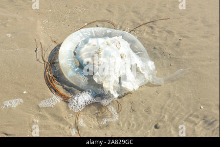 Strände Barrel Quallen Borth, Ceredigion, Wales, Großbritannien Stockfoto