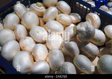Organische Pilze Champignon auf der Theke im Store. Stockfoto