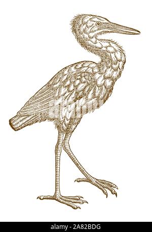 Langbeinige Silberreiher (Ardea alba) in der Seitenansicht. Abbildung: Nach einem historischen Holzschnitt aus dem 16. Jahrhundert Stock Vektor