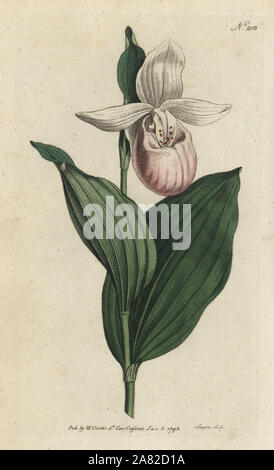 Die auffällige Dame - slipper Orchid, Cypripedium reginae (Weiß-Blütenblatt 'dDamen Slipper, Cypripedium album). Papierkörbe Kupferstich von sansom von William Curtis Botanical Magazine, London, 1793. Stockfoto