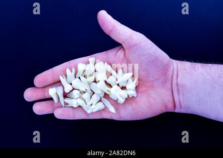 Die menschliche Hand mit einem weißen Zähnen auf blauem Hintergrund mündliche Zahnhygiene Dental Health Concept Zahnpflege Zähne Restaurierung isoliert Stockfoto