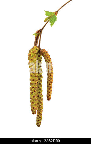 Birke catkin Zweig, Betula pendula ament Stammzellen Makro Nahaufnahme Detail, junger Frühling palmkätzchen Blätter, große detaillierte vertikale isolierte close-up Stockfoto