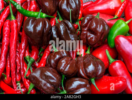 Chocolate Brown Habenetos, Cayenne, Fresno und jalapeno peppers Stockfoto