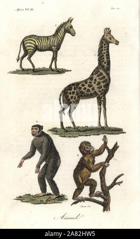 Afrikanische Tiere: Zebra, Equus quagga, Giraffe, Giraffa Camelopardalis, gefährdete Schimpanse, Pan troglodytes, und den bedrohten Asiatischen jocko (Orang-utan, Pongo pygmaeus). Papierkörbe Kupferstich von Antonio Sasso von Giulio Ferrario von Antike und Moderne Kostüme aller Völker der Welt, Florenz, Italien, 1843. Stockfoto