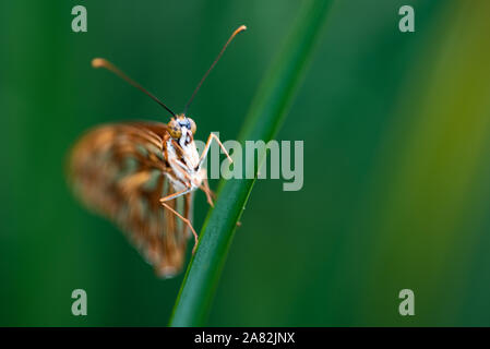 Schönen und bunten tropischen Schmetterling im natürlichen Lebensraum. Selektive konzentrieren. Stockfoto