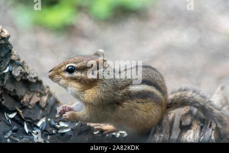 Nahaufnahme eines kleinen Erdhörnchen, oder Chipmunk, gerne Naschen auf Sonnenblumenkerne im Garten Stockfoto