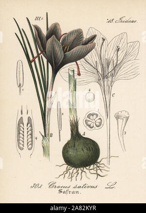 Safran crocus, Crocus sativus. Papierkörbe Lithographie von Diederich von Schlechtendal der Deutschen Flora (Flora von Deutschland), Jena, 1871. Stockfoto