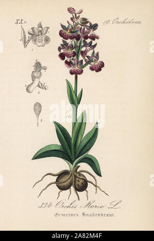 Green-winged Orchid oder Grün-Geäderte Orchidee, Anacamptis morio (Orchis morio). Papierkörbe Lithographie von Diederich von Schlechtendal der Deutschen Flora (Flora von Deutschland), Jena, 1871. Stockfoto