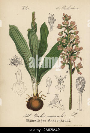 Früh - purple orchid, Orchis mascula. Papierkörbe Lithographie von Diederich von Schlechtendal der Deutschen Flora (Flora von Deutschland), Jena, 1871. Stockfoto