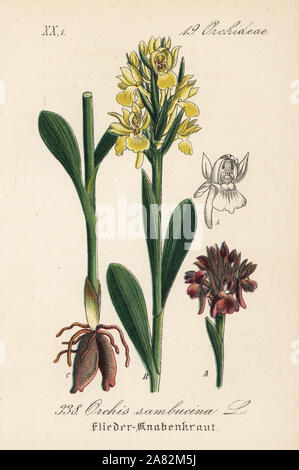 Elder blühenden Orchideen, Dactylorhiza sambucina (Orchis sambucina). Papierkörbe Lithographie von Diederich von Schlechtendal der Deutschen Flora (Flora von Deutschland), Jena, 1871. Stockfoto